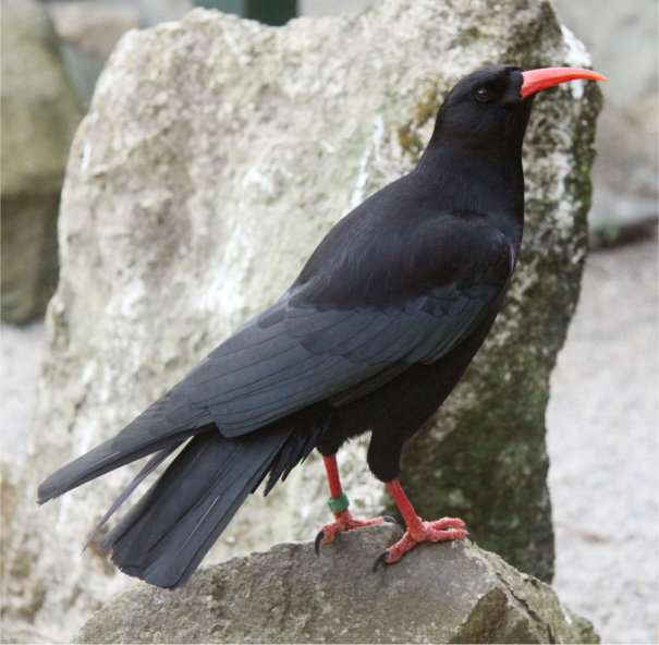Chough red legs, red bill, against rey rock