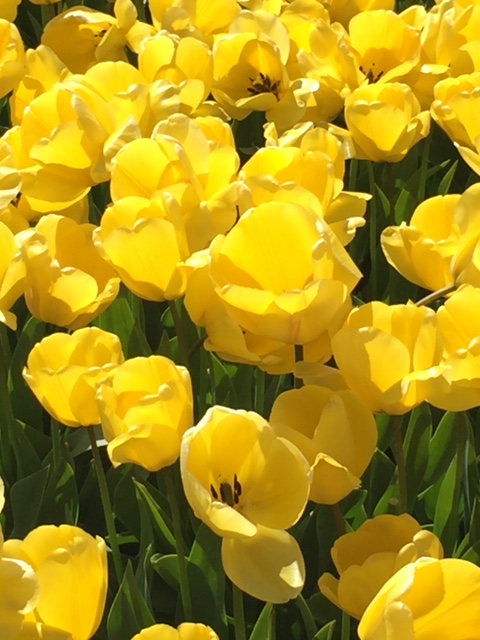 Yellow tulips in field