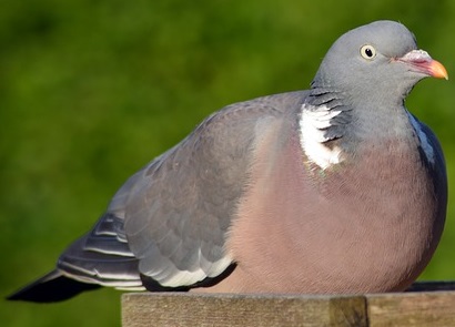 Woodpigeon