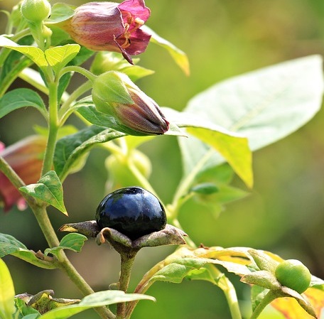 Belladonna berries and flowers