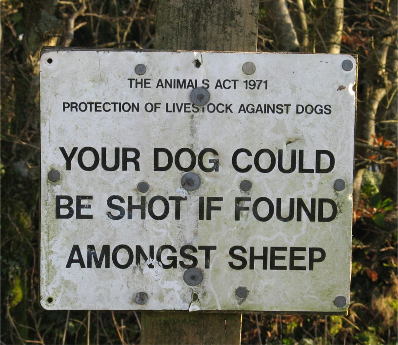 Notice: Your dog could be shot if found amongst sheep