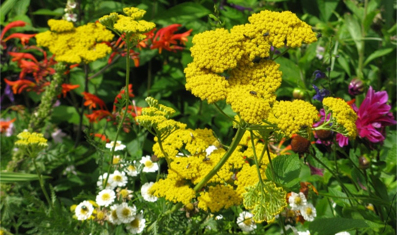 Floers in herbaceous border.