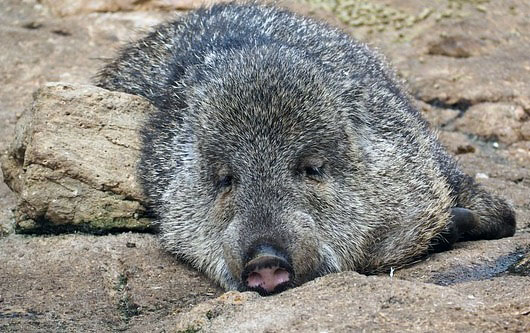 Collared peccary recumbent face to camera