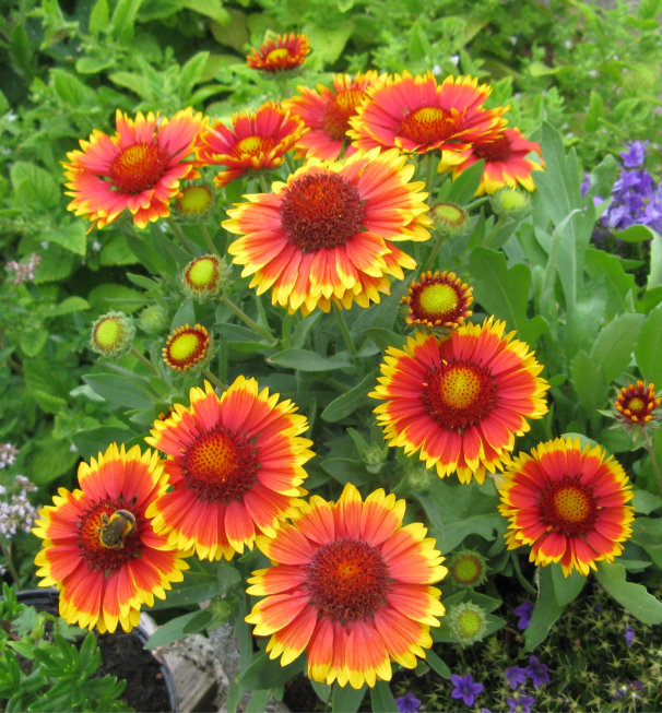 Gaillardias in bloom