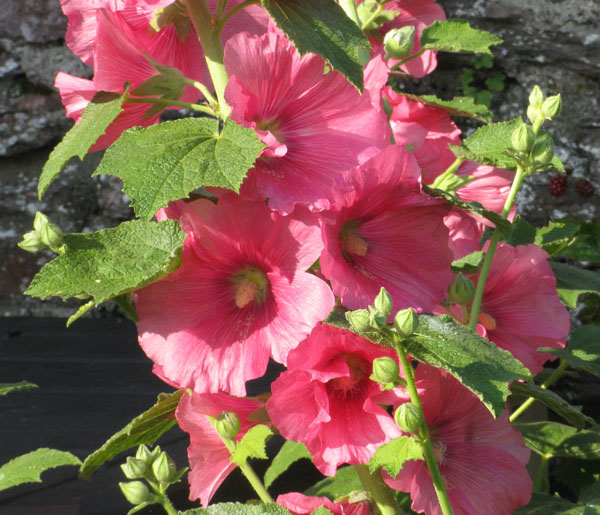 Magenta hollyhocks