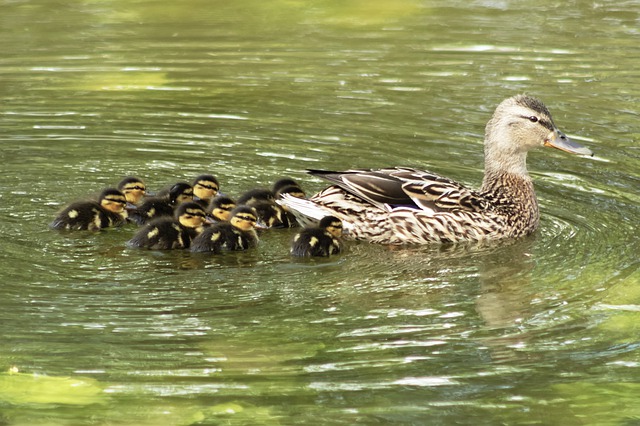 Mallard duck and ducklings on river