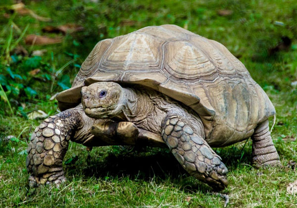 A tortoise