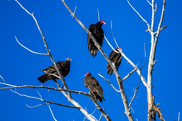 4 turkey vultures on bare tree