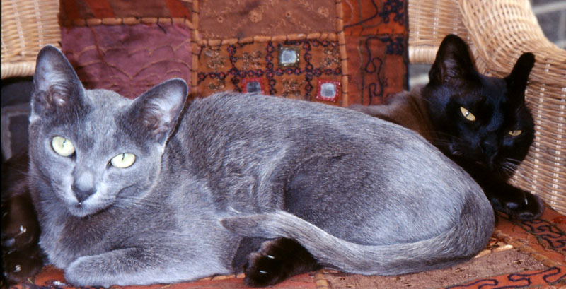 Grey-blue cat looking left, black cat looking right