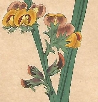 Hand-coloured illusration of orchid