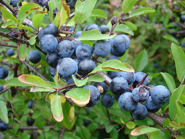 Sloes on bush
