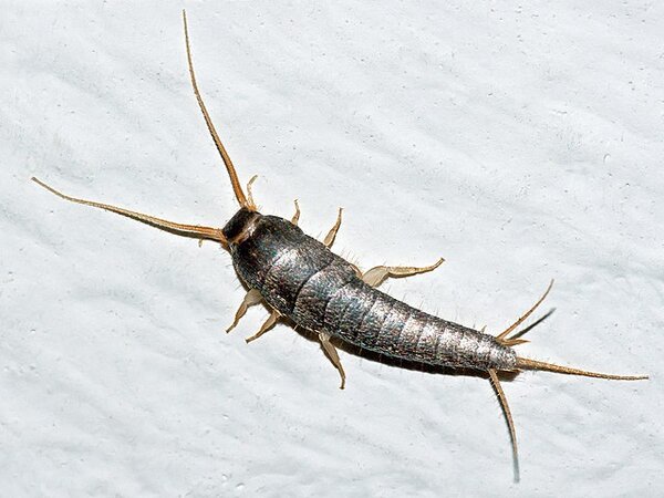 Silverfish (insect facing diagonall up and left