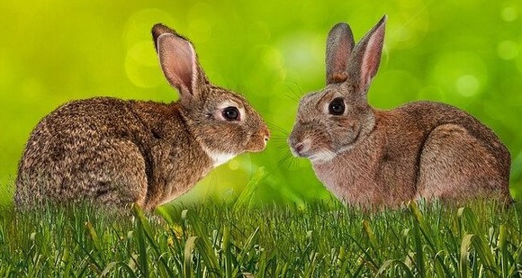 Two rabbits facing each other