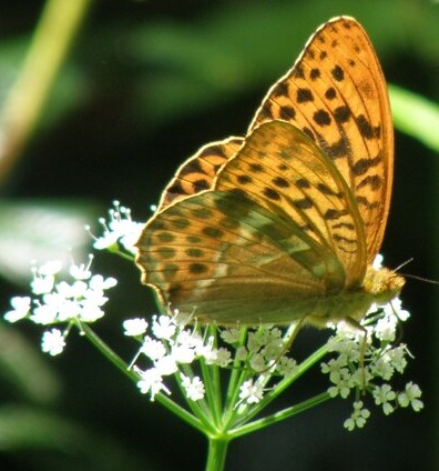 Butterfly on white flowers