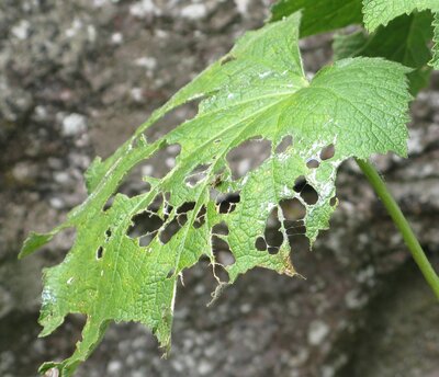 Damaged Hollyhock Leaf Hollyhock lea fdamaged by molluscs