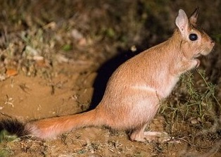 Sprinhare (small rodent) looking right