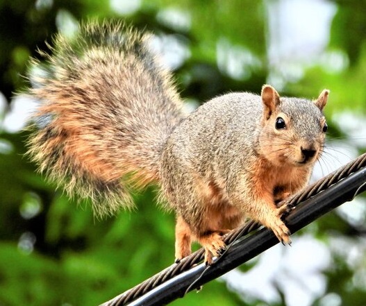 Photo (c) Susan Jarvis Bryant Squirrel facing right on wire. Gret with some red underneath