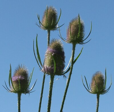 Teasels 5 teasel heads against blue sky