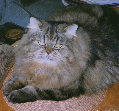 Blue grey Persian cat looking straight ahead